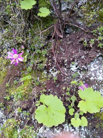 Pericallis tussilaginis, photographed by Christina s.l.