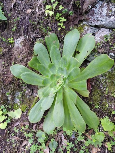 Aeonium cuneatum, photographed by Christina s.l.