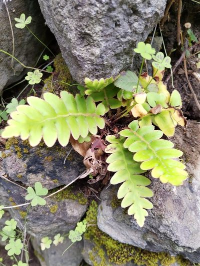 Asplenium aureum, photographed by Christina s.l.
