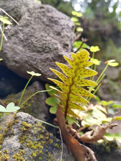 Asplenium aureum, photographed by Christina s.l.