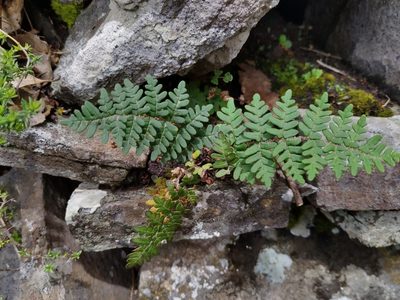 Paragymnopteris marantae, photographed by Christina s.l.