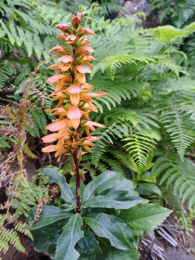 Digitalis canariensis, photographed by Christina s.l.