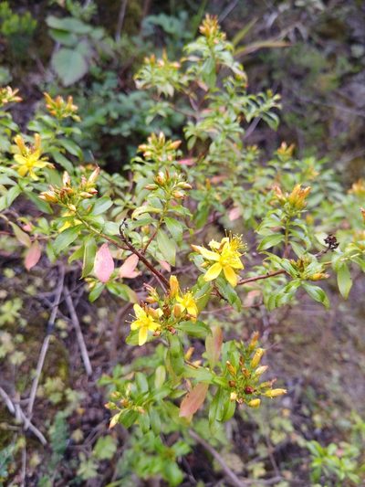 Hypericum glandulosum, photographed by Christina s.l.