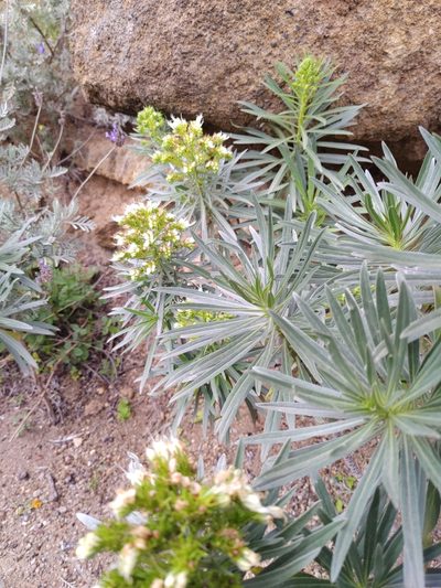 Echium leucophaeum, photographed by Christina s.l.
