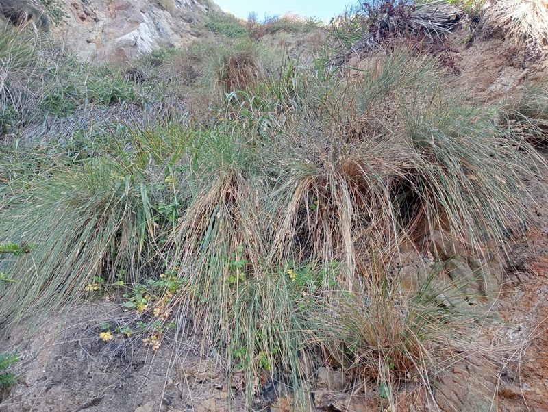 Poa astonii, photographed by John Barkla