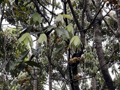 Neolitsea sericea, photographed by 林嘉恩