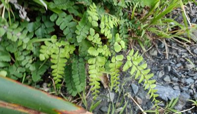 Adiantum cunninghamii, photographed by Sunita Singh