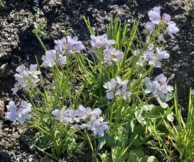 Cardamine californica, photographed by Chuck Wilson