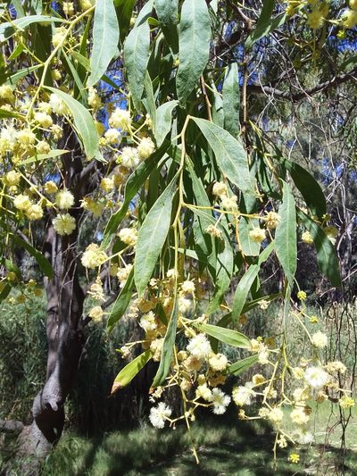 Acacia salicina, photographed by insiderelic