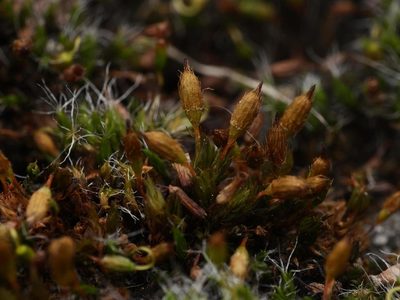 Orthotrichum anomalum, photographed by Alexis Tinker-Tsavalas
