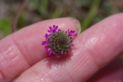 Dalea emarginata, photographed by Michelle W. （鍾偉瑋）