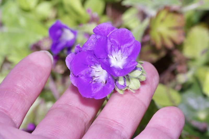 Phacelia patuliflora, photographed by Michelle W. （鍾偉瑋）