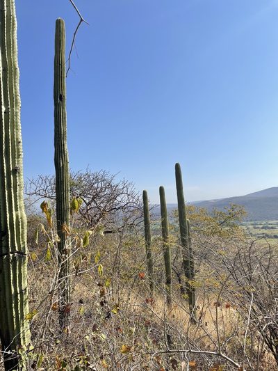 Cephalocereus mezcalaensis, photographed by Rafael Cano