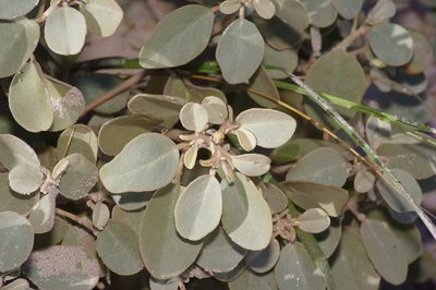 Croton punctatus, photographed by Michelle W. （鍾偉瑋）