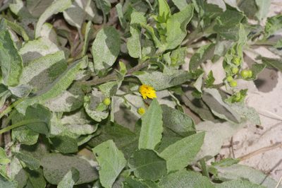 Heterotheca subaxillaris, photographed by Michelle W. （鍾偉瑋）
