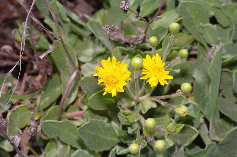 Heterotheca subaxillaris, photographed by Michelle W. （鍾偉瑋）