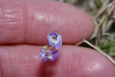 Astragalus nuttallianus, photographed by Michelle W. （鍾偉瑋）