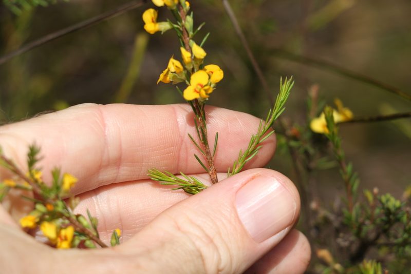 Dillwynia floribunda, photographed by Greg Tasney