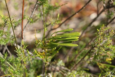 Strangea linearis, photographed by Greg Tasney