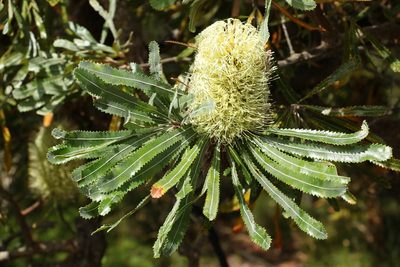 Banksia aemula, photographed by Greg Tasney