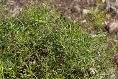 Caustis flexuosa, photographed by Greg Tasney