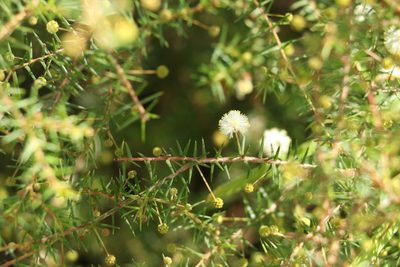 Acacia ulicifolia, photographed by Greg Tasney