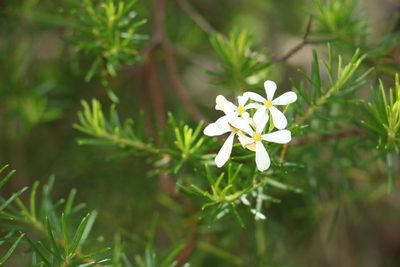 Ricinocarpos pinifolius, photographed by Greg Tasney