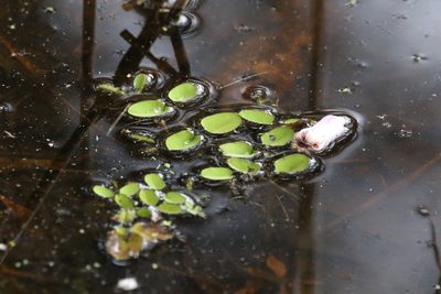 Salvinia molesta, photographed by Greg Tasney