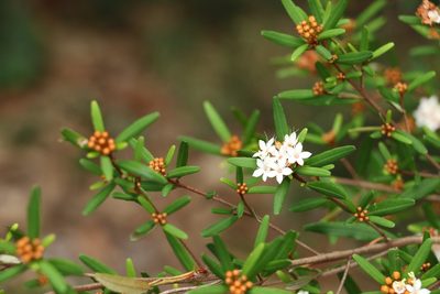 Phebalium woombye, photographed by Greg Tasney