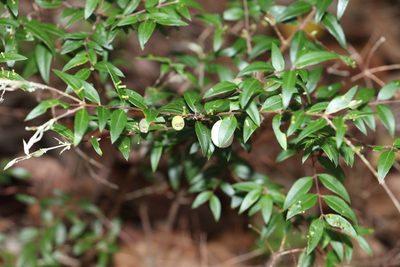 Austromyrtus dulcis, photographed by Greg Tasney