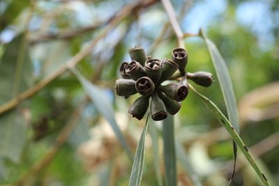 Eucalyptus robusta, photographed by Greg Tasney