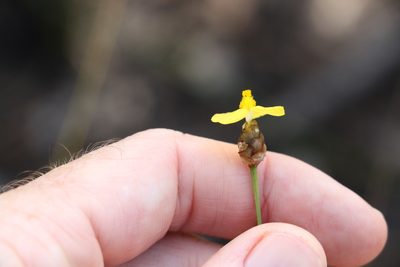 Xyris complanata, photographed by Greg Tasney