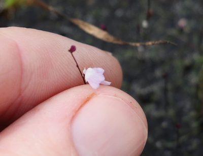 Utricularia minutissima, photographed by Greg Tasney