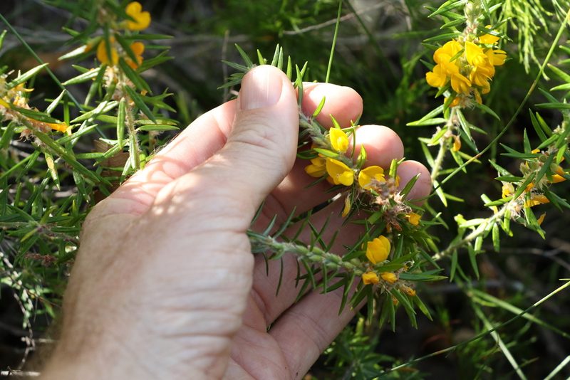 Phyllota phylicoides, photographed by Greg Tasney