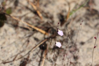 Utricularia lateriflora, photographed by Greg Tasney