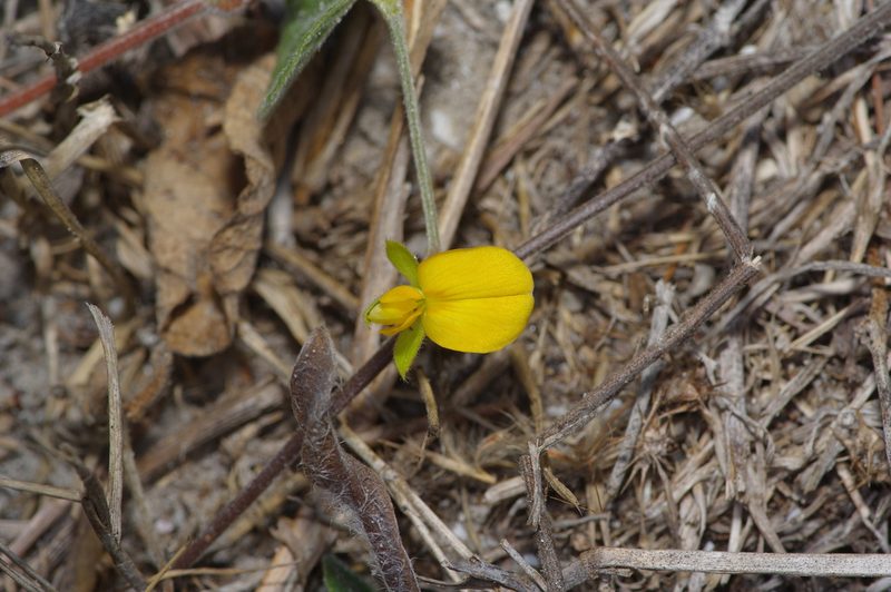 Rhynchosia americana, photographed by Michelle W. （鍾偉瑋）