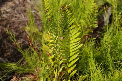 Telmatoblechnum indicum, photographed by Greg Tasney