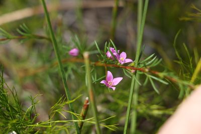 Boronia falcifolia, photographed by Greg Tasney