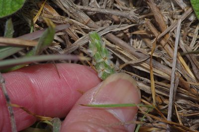 Plantago helleri, photographed by Michelle W. （鍾偉瑋）