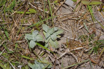 Stemodia lanata, photographed by Michelle W. （鍾偉瑋）