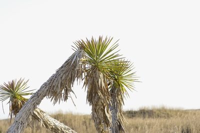 Yucca aloifolia, photographed by Michelle W. （鍾偉瑋）