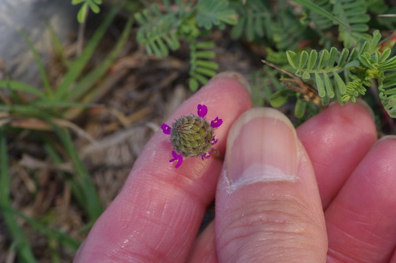 Dalea emarginata, photographed by Michelle W. （鍾偉瑋）