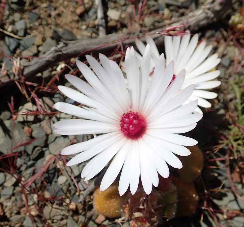 Cleretum maughanii, photographed by Peter Warren