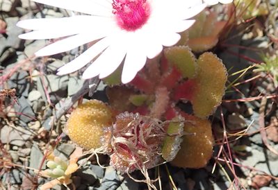 Cleretum maughanii, photographed by Peter Warren