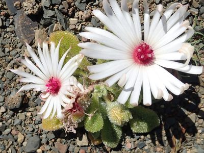 Cleretum maughanii, photographed by Peter Warren