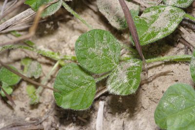 Rhynchosia minima, photographed by Michelle W. （鍾偉瑋）