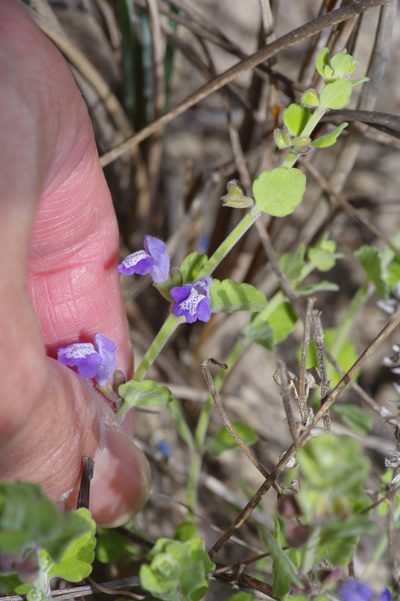 Scutellaria muriculata, photographed by Michelle W. （鍾偉瑋）
