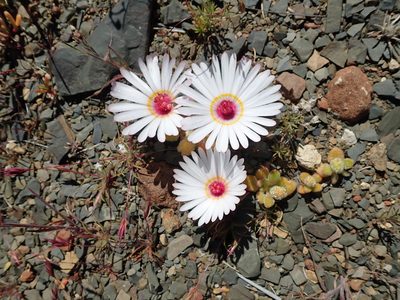 Cleretum maughanii, photographed by Peter Warren