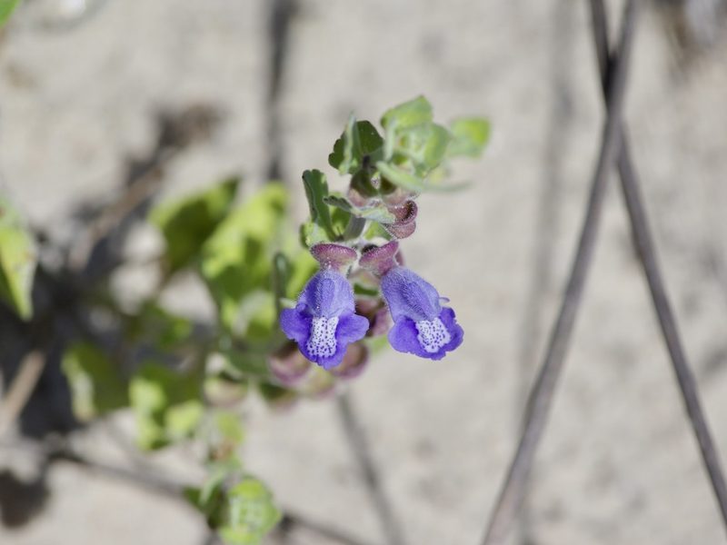 Scutellaria muriculata, photographed by Michelle W. （鍾偉瑋）