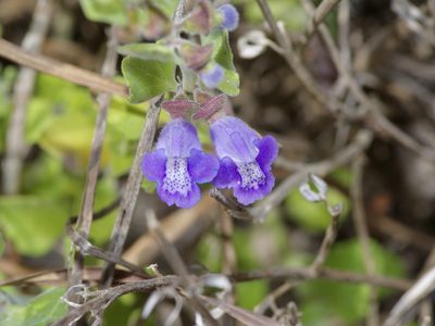 Scutellaria muriculata, photographed by Michelle W. （鍾偉瑋）
